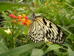 My Butterfly Princess Wallpaper