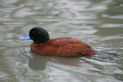 Argentina Blue-Billed Duck