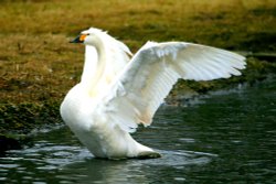 Bewick's Swan Wallpaper