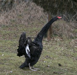 Black Swan. Wallpaper