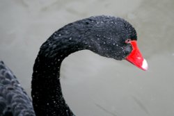 Black Swan. Wallpaper