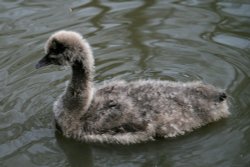 Black Swan Chick.