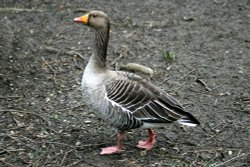 Greylag Goose Wallpaper