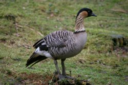 Hawaiian Goose Wallpaper