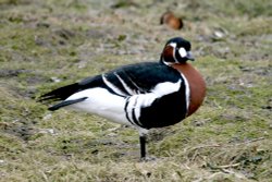 Red Breasted Goose. Wallpaper