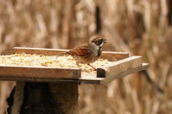 Female Reed Bunting Wallpaper