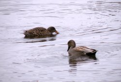 Hello Beautiful. Wallpaper