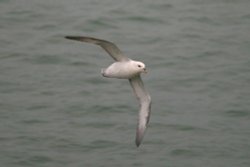 Fulmar Wallpaper