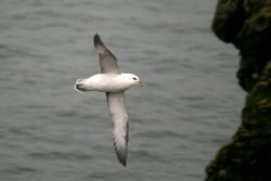 Fulmar Wallpaper