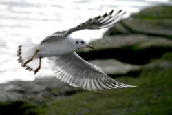 Black Headed Gull Wallpaper