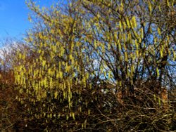 Spring Catkins, Toad Hall Lane.