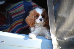Charlie of the Canal boat