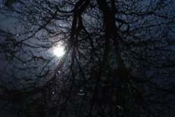 Reflections in the Canal