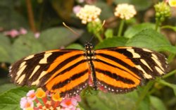 Tropical Butterfly Wallpaper