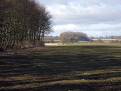 The edge of the wood Wallpaper