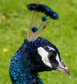 Peacock