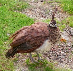 Baby Peacock