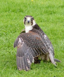 From the Falconry Display