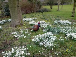 Cock Pheasant at Rowland