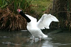 Black-necked Swan Wallpaper