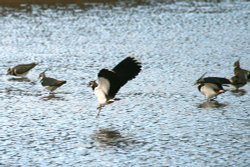 Lapwings. Wallpaper