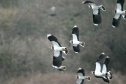 Lapwings Wallpaper