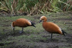 Ruddy Shelducks Wallpaper