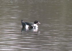 Daneshill Lakes and Nature Reserve Wallpaper