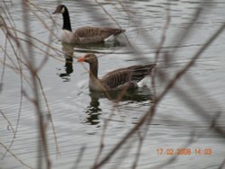 Daneshill Lakes and Nature Reserve Wallpaper