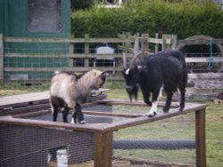 Wheelgate Park Wallpaper