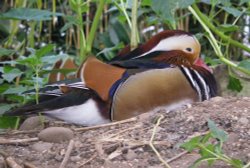 Wheelgate Park Wallpaper