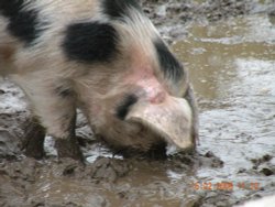 Wheelgate Park Wallpaper