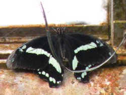 Wheelgate Park Wallpaper