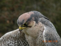 Wheelgate Park Wallpaper