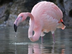 Flamingo!