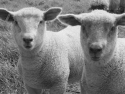 Lambs