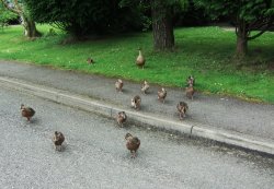 Mother and ducklings
