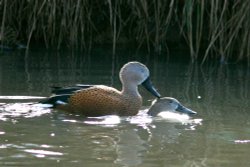 Red Shovelers Wallpaper