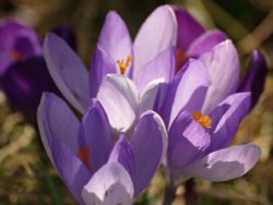 Crocuses, my garden, Steeple Claydon, Bucks. Wallpaper