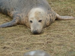 Grey seal Wallpaper