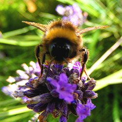 Bee on Lavender 2 Wallpaper