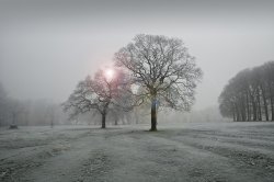 Frosty Morning Wallpaper