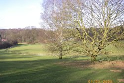 Cricket Green Wallpaper