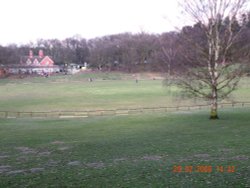 Cricket Green Wallpaper