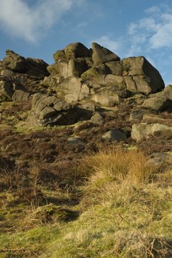 The Roaches