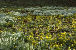 Snowdrops and winter Aconites at Hopton Hall