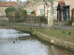 The Beck