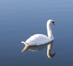Swan basking in the sunshine