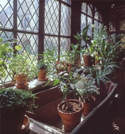 Houseplants at Ightham Mote, kent