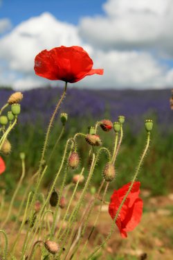 Wild Poppies